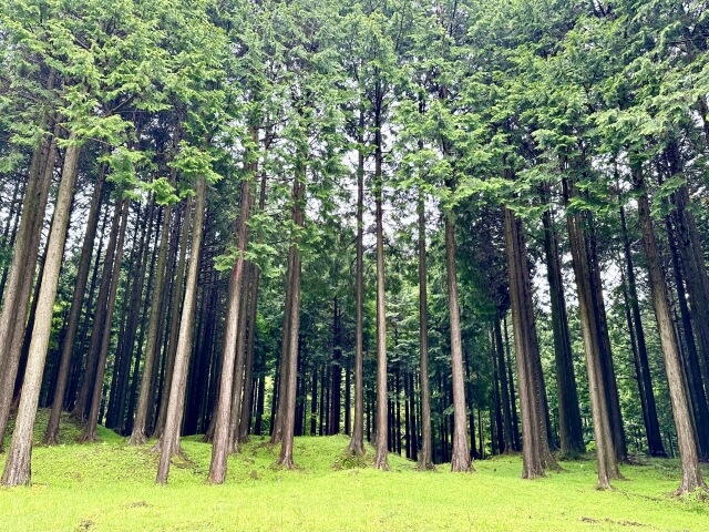 檜の注文住宅の特徴とは？２